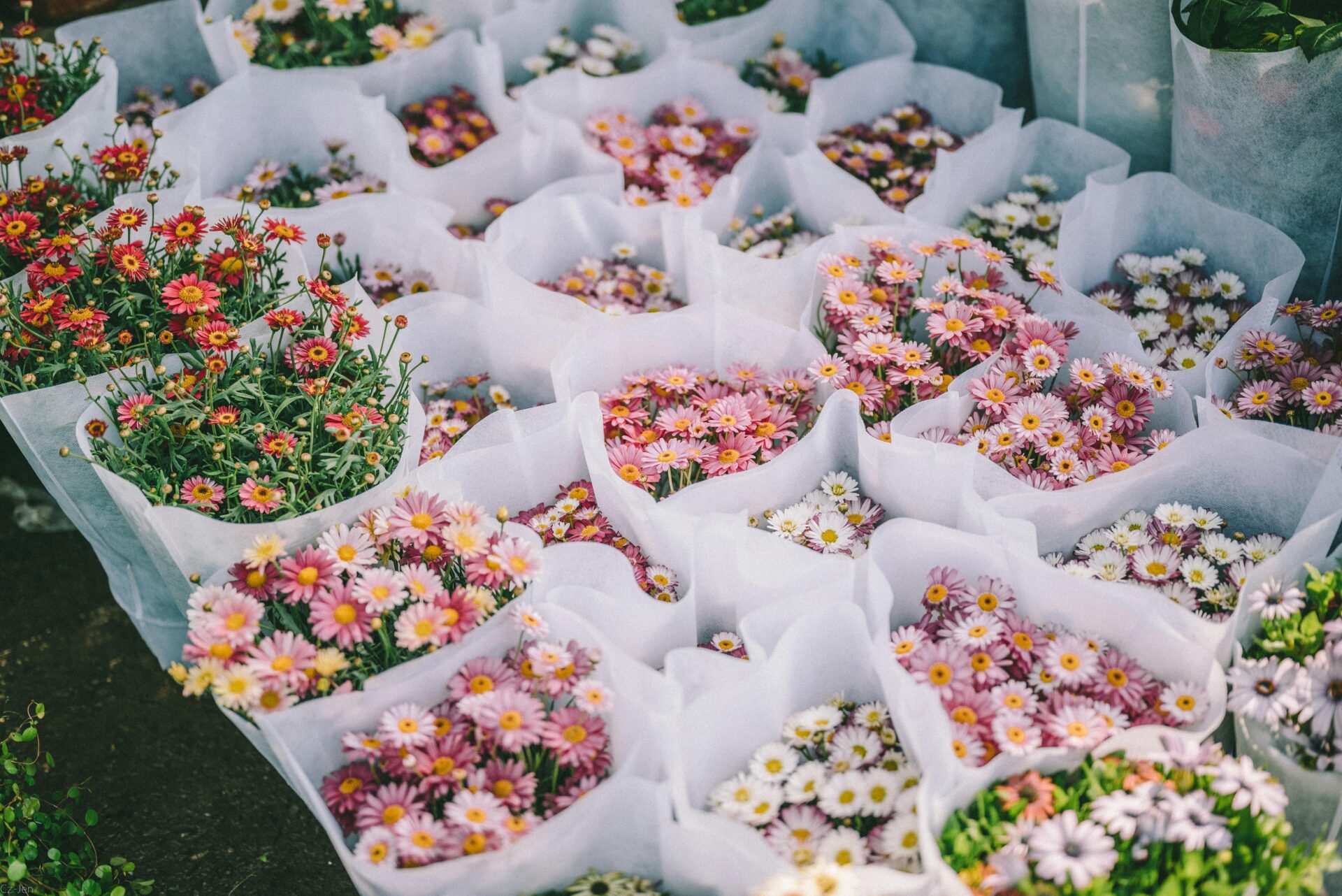 Lebendige PrÃ¤sentation von in weiÃŸes Papier eingewickelten GÃ¤nseblÃ¼mchenstrÃ¤uÃŸen auf einem Blumenmarkt.